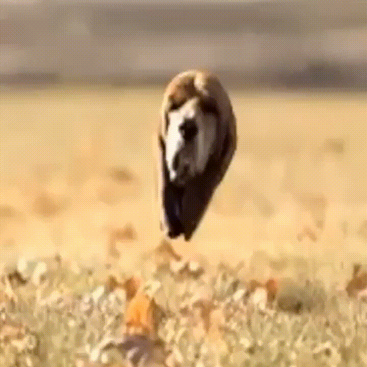 Justin Truax Doggy